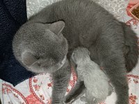 Ücretli sahiplendirme scottish fold