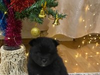 Pomeranian yavrularımıza yeni yuva arıyoruz
