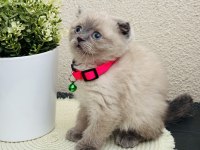 Scottish Fold Bluepoint