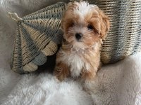 ÜST KALİTE MALTİPOO BEBEKLER