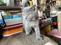 Scottish Fold Yavrular
