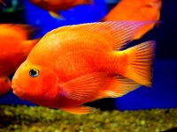 Portakal Renkli Yetişkin Papağan Cichlid Balığı
