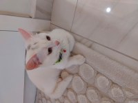 british shorthair cinsi 4 aylık erkek kedimiz