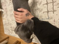 2 aylık cane corso