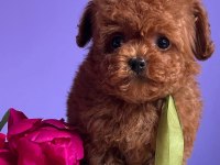 Eğitimli kore toy poodle yavrular