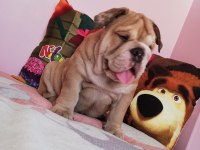 EFSANE ANATOMİ ORİJİNAL ENGLİSH BULLDOG YAVRULAR