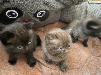 0-3 aylık british longhair
