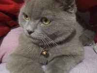 British shorthair lilak erkek sahiplendirilecek