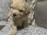 Maltipoo erkek Micro kore