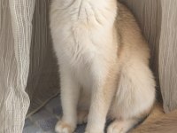 British shorthair golden yavru