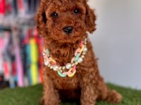Sevimli Toy Poodle Yavrularımız