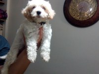 Orjinal Maltese Terrier