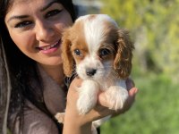 Sağlık ve ırk garantili cavalier king charles yavrularım