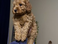 Ev Doğumu Toy Poodle Bebekler