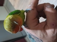 4 AYLIK VE YENİ SEVDA PAPAĞANI BEBEKLER ELE ALIŞTIRMALIK