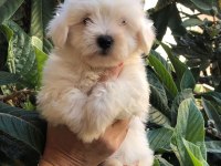 Maltese terrier yavrulari