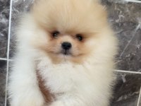 Tea Cup Pomeranian