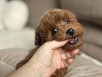 Tuvalet eğitimli maltipoo yavrular
