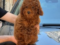 Toy Poodle Köpeği