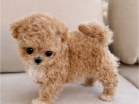 Aşılı Toy Poodle Yavrular Yeni Ailesini Bekliyor