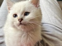2 Aylık Dişi British Shorthair Blue Point Yavru