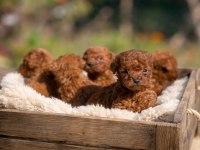 Teacup Korea Poodle Saglık Ve Kg Garantili Wc Egitimli