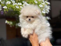 Pomeranian Boo Yavrularımız Evinizin Neşesi Olacaktır 
