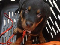 Koca kafalı safkan rottweiler yavruları