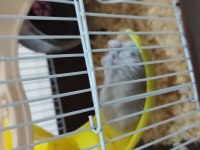 Cüce Dişi Hamster