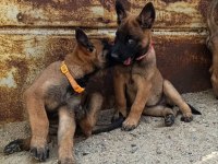 Safkan Malinois