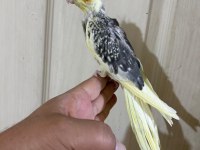 55 GÜNLÜK PİED SULTAN PAPAĞANI BEBEK