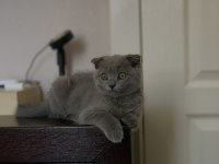 Scottish fold gri 3 aylık