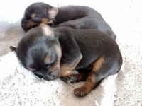 40 günlük dişi ve erkek yorkshire terrier