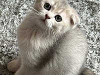 Oyuncu scottish fold kedimize yuva