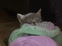 3 AYLIK DİŞİ YAVRU KEDİMİZ