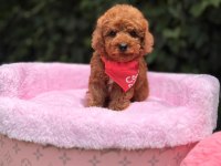 Teacüp Poodle Yavrumuz 