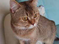 British longhair kedimize yuva arıyoruz