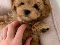 Maltipoo yavrularımız