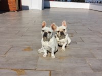 1 çift cream french bulldog köpeklerimi sahiplendiriyorum