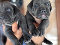 İri Mavi Gözlü Blue Cane Corso Yavrularım