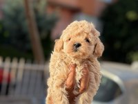ORİJİNAL KAN POODLE BEBEKLER