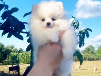 Pomeranian spitz