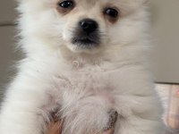 Erkek yavru pomeranian boo