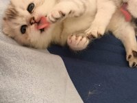 Efsane Tatlı Scottish Fold Silver Yavrular