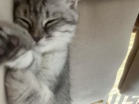British shorthair erkek ve sevimli