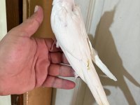 45 GÜNLÜK KUSURSUZ ALBİNO BEBEK SULTANLAR