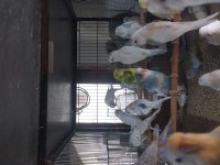 Yavru muhabbet kuşu