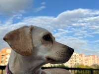 2 yaşındaki melez yavru köpeğimize yuva arıyoruz