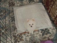 Ücretli sahiplendirme pomeranian boo