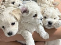Orjinal maltese terrier bebekleri